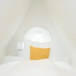Stadtrose *